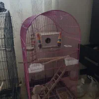 طوطی برزیلی|پرنده|پردیس, فاز ۳|دیوار