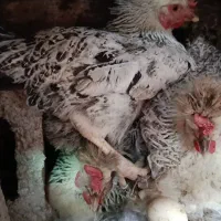 مرغ کرک|حیوانات مزرعه|بهبهان, |دیوار