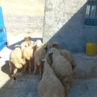 ۱۴ کاور شیرمس باب پروار بره یکدست