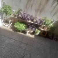 گل طبیعی|گل و گیاه طبیعی|تهران, شهرک صادقیه|دیوار