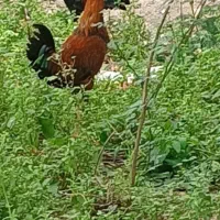 یک عدد خروس