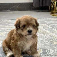 واگذاری سگ نژاد دار