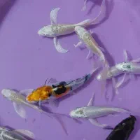 ماهی کوی  ۱۰ عدد