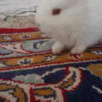 بچه خرگوش