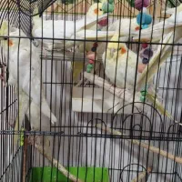 ماده عروس بالغ و تخمگزار|پرنده|میانه, |دیوار