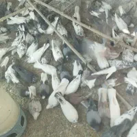 کبوتریاکفتر