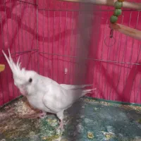 یک عددجوجه عروس هلندی ماده سالم وسرحال