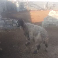 گوسفند میش|حیوانات مزرعه|رامهرمز, |دیوار