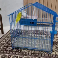 مرغ عشق فروشی