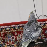 عروس هلندی گمشده