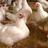 کارگر اتباع و ایرانی جهت کار درمرغداری صنعتی گوشتی