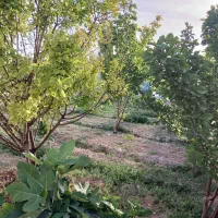 باغ-چهاردیواری-تیمیارت