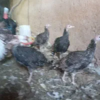 بوقلمون|حیوانات مزرعه|سلامی, |دیوار