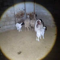 2جفت گوسفندبابره|حیوانات مزرعه|کارزان, |دیوار