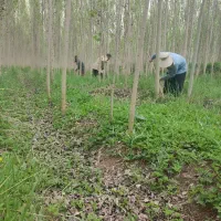 زمین کشاورزی درخت صنوبر