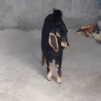 بزغاله|حیوانات مزرعه|گوآور, |دیوار