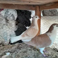 طاقی زرد نروماده|پرنده|کاشان, لتحر|دیوار