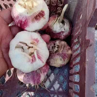 سیر دشت مغان