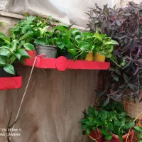 فروش گلدان های طبیعی باکیفیت|گل و گیاه طبیعی|تهران, میرداماد|دیوار