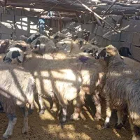 25راس میش داشتی صحرایی|حیوانات مزرعه|ارژن, |دیوار