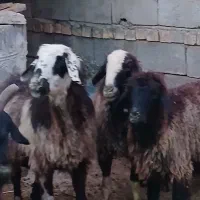 میش آبستن داشتی تمیز|حیوانات مزرعه|مرودشت, مختارآباد|دیوار