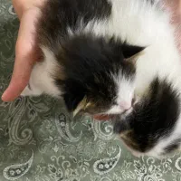 گربه مادر با ۳ تا بچه ۲ تا ماده ۱ نر