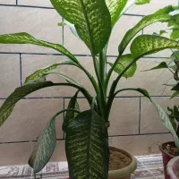 گل دیفنباخیا