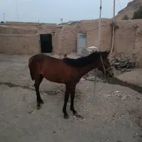 کره اسب یک ساله
