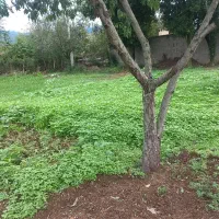 زمین مسکونی|فروش زمین و ملک کلنگی|ماکلوان, |دیوار