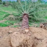 نخل پالم بادبزنی فنیکس واشنگتن ویلا باغ|خدمات باغبانی و درختکاری|اصفهان, ناژوان|دیوار