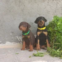 توله دوبرمن حرفه ای با قیمتی استسناءی|سگ|تهران, جوادیه|دیوار