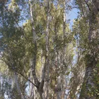 فروش درخت  چنار تبریزی  در باغ