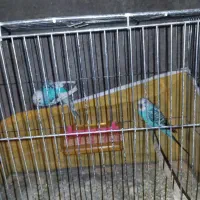 مرغ عشق جفت|پرنده|یاسوج, |دیوار