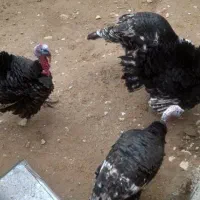 بوقلمون نر|حیوانات مزرعه|مانه, |دیوار