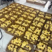 جوجه یک روزه پرورشی