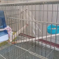 عروس هلندی|پرنده|شهرکرد, |دیوار