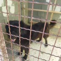 سگ نر قدر جونی اصل