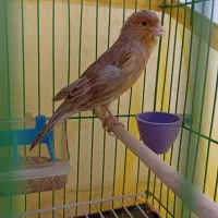 قناری ماده آماده دارچینی