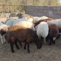 بره نر چاق|حیوانات مزرعه|تربت جام, پاسداران|دیوار