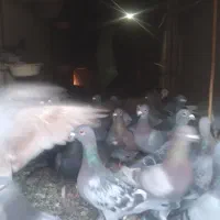 کبوتر