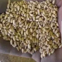 گندم دیم مخصوص کاشت زمین دیم