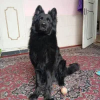 ژرمن بلک جهت کشش