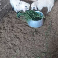 بره کوهبنان