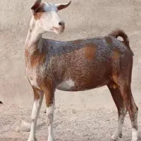 بز جمعولی آبس