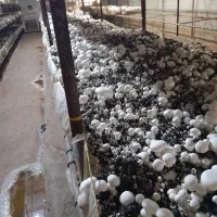 آموزش تولید قارچ خوراکی|خدمات آموزشی|شوشتر, |دیوار