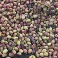 پسته تازه خشک مغز