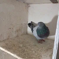 یه جفت سبز و کاغذی