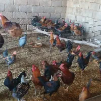 خروس محلی|حیوانات مزرعه|باوی, |دیوار