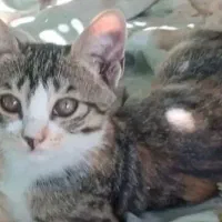 گربه