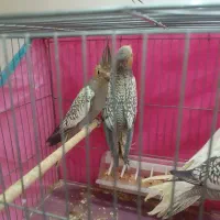 عروس هلندی|پرنده|یزد, |دیوار